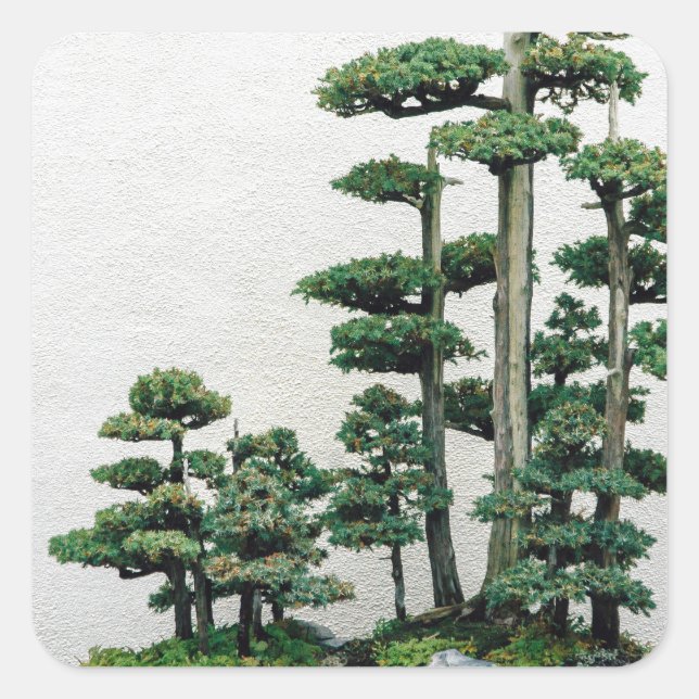 Pegatina Cuadrada Juniper Bonsai Forest (Anverso)
