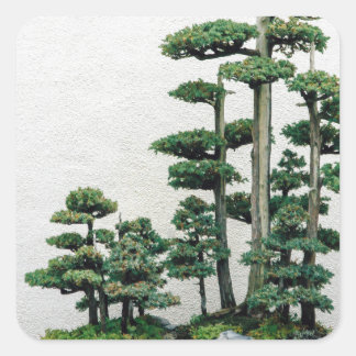 Pegatina Cuadrada Juniper Bonsai Forest