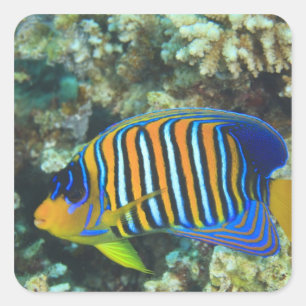 Pegatina Cuadrada Juvenile Regal Angelfish Pygoplites