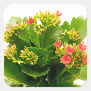 Pegatina Cuadrada Kalanchoe blossfeldiana