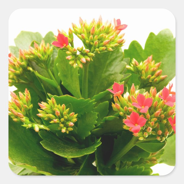Pegatina Cuadrada Kalanchoe blossfeldiana (Anverso)