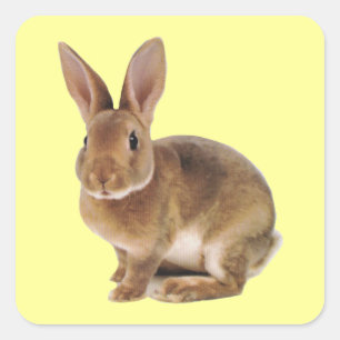 Pegatina Cuadrada Kawaii Cute Conejo