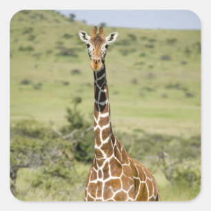 Pegatina Cuadrada Kenia, Lewa Conservancy, Masai Giraffe de pie