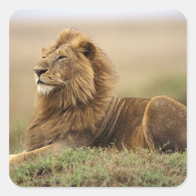 Pegatina Cuadrada Kenia, Masai Mara | León macho (Anverso)