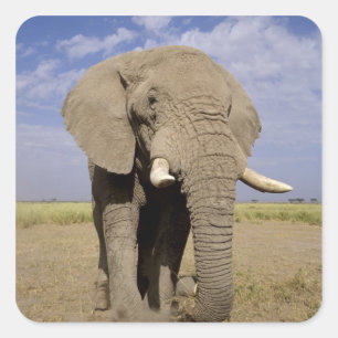 Pegatina Cuadrada Kenia: Parque Nacional Amboseli, elefante masculin