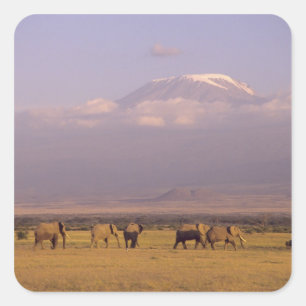 Pegatina Cuadrada Kenia: Parque Nacional Amboseli, Elefantes