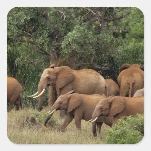 Pegatina Cuadrada Kenia: Parque Nacional de Tsavo East, manada Afric