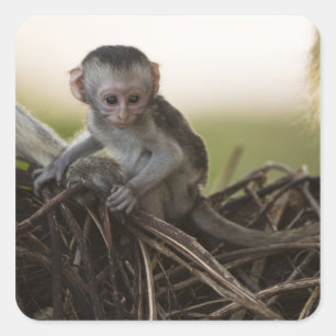 Pegatina Cuadrada Kenia, Reserva de caza de Samburu. Mono vervet