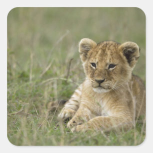 Pegatina Cuadrada Kenia, Reserva de caza Masai Mara. León africano
