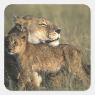 Pegatina Cuadrada Kenia, Reserva de caza Masai Mara, Leona