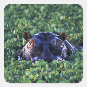 Pegatina Cuadrada Kenia, Reserva Nacional Masai Mara.