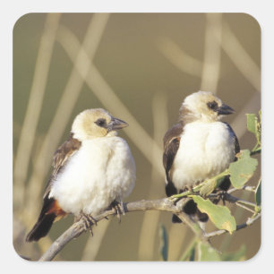 Pegatina Cuadrada Kenia, Reserva Nacional Samburu