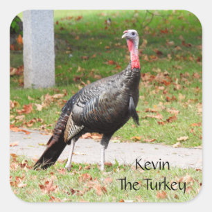 Pegatina Cuadrada Kevin The Turkey - Old Wethersfield , CT