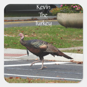 Pegatina Cuadrada Kevin The Turkey - Old Wethersfield , CT