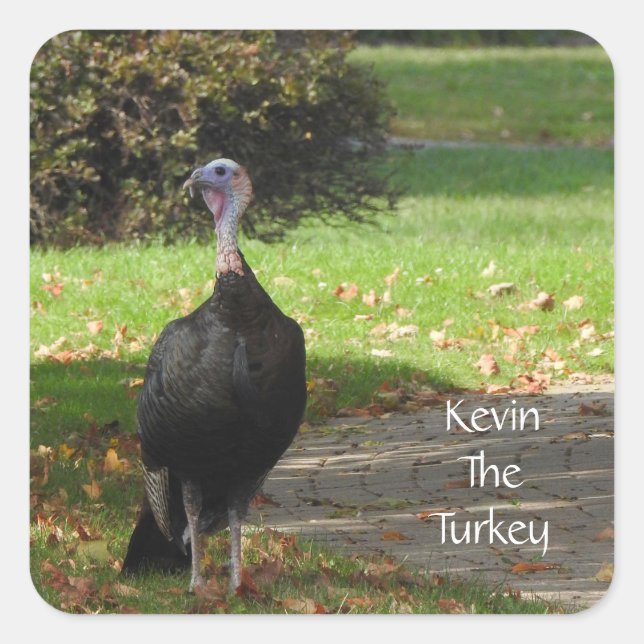 Pegatina Cuadrada Kevin The Turkey - Old Wethersfield , CT (Anverso)