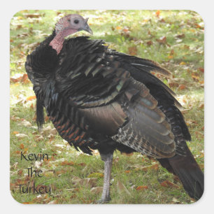 Pegatina Cuadrada Kevin The Turkey - Old Wethersfield , CT
