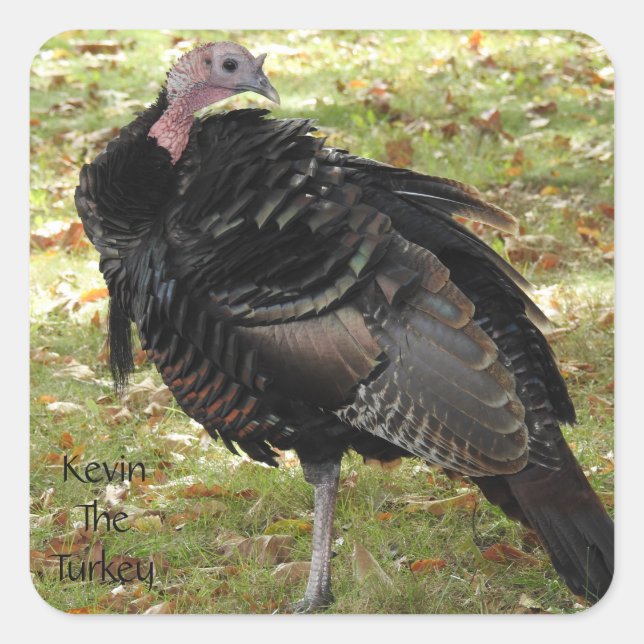 Pegatina Cuadrada Kevin The Turkey - Old Wethersfield , CT (Anverso)