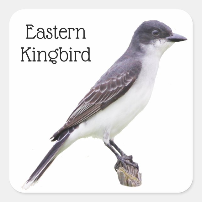 Pegatina Cuadrada Kingbird (Anverso)