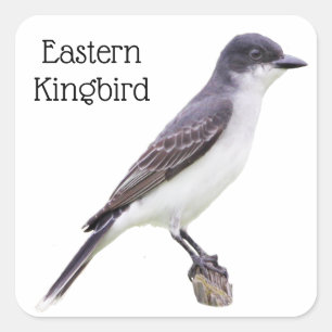 Pegatina Cuadrada Kingbird