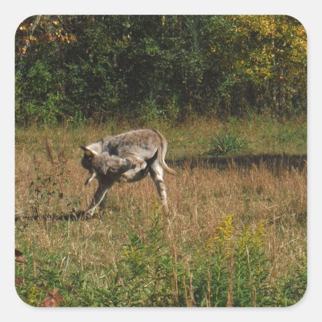 Pegatina Cuadrada Kissing Butt Donkey (Anverso)