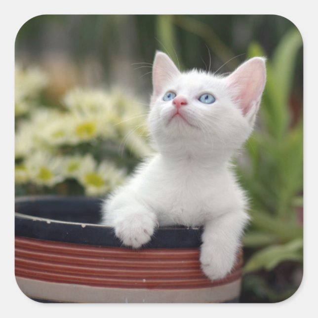 Pegatina Cuadrada Kitten blanco turco (Anverso)