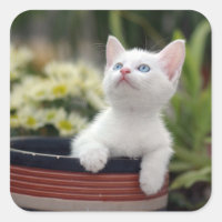 Kitten blanco turco