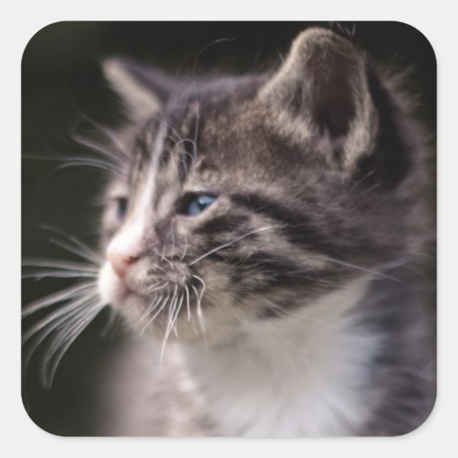 Pegatina Cuadrada Kitten Standing Tall (Anverso)