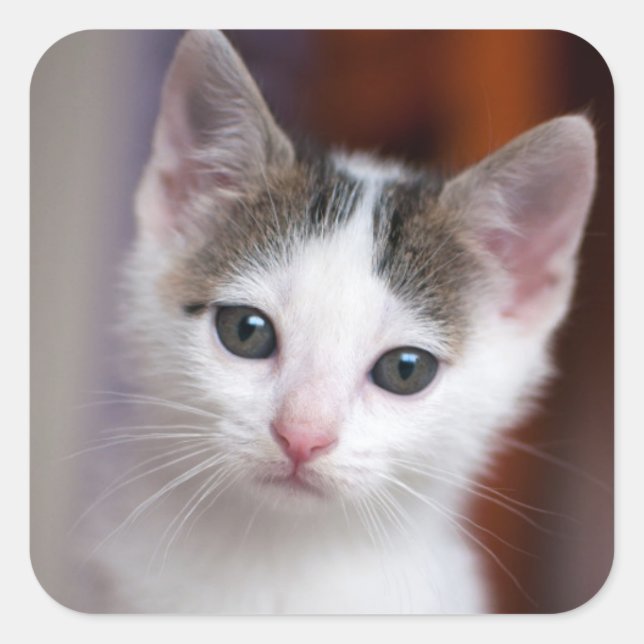 Pegatina Cuadrada Kitty con manchas blancas (Anverso)