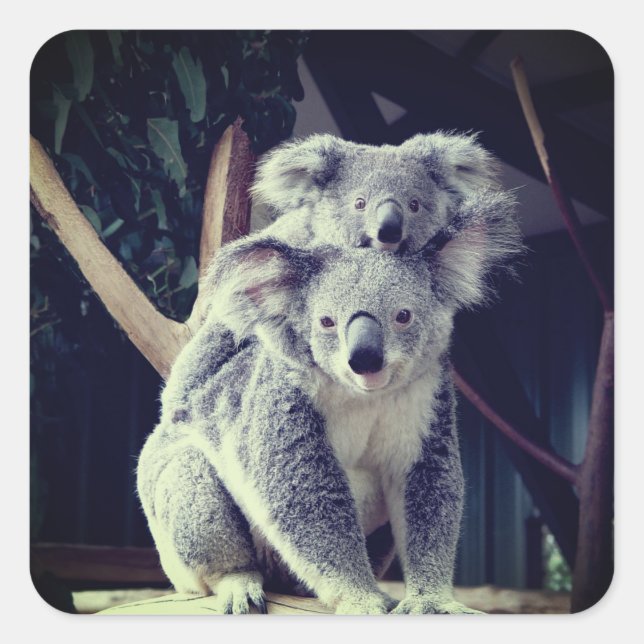 Pegatina Cuadrada Koala Bear (Anverso)