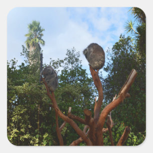 Pegatina Cuadrada Koala Duerme En Árboles,