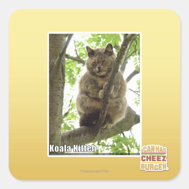 Pegatina Cuadrada Koala Kitteh (Anverso)