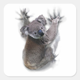 Pegatina Cuadrada Koala Oso Regalos Gráficos Animales Para Los Amant