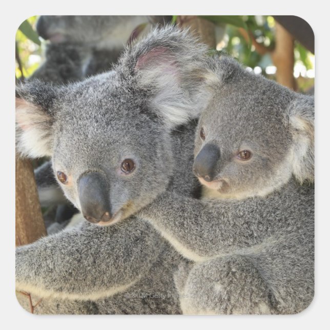 Pegatina Cuadrada Koala Phascolarctos cinereus Queensland . (Anverso)