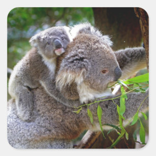 Pegatina Cuadrada Koalas Adorables