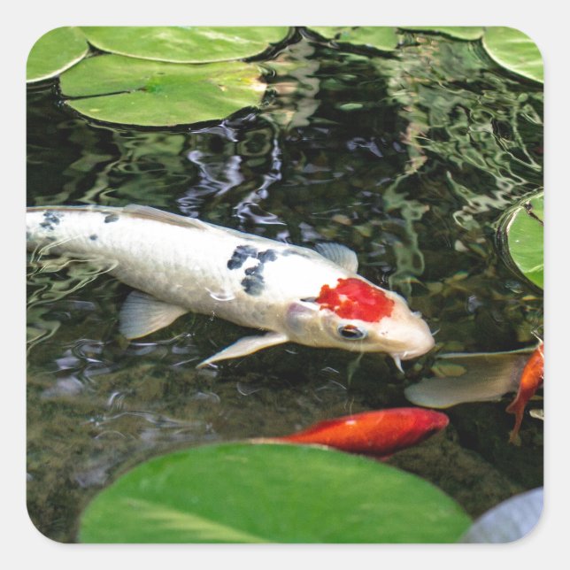 Pegatina Cuadrada Koi Pond (Anverso)