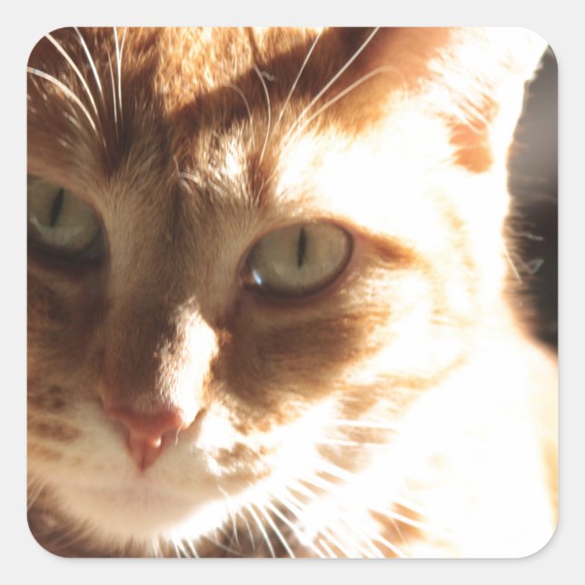 Pegatina Cuadrada ¡Kute Kitty! (Anverso)