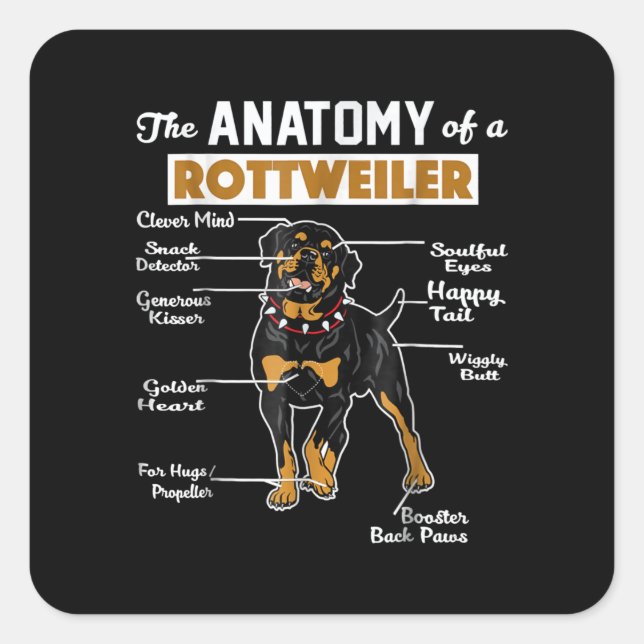Pegatina Cuadrada La Anatomía De Un Rottweiler | Guay Dog Lover (Anverso)