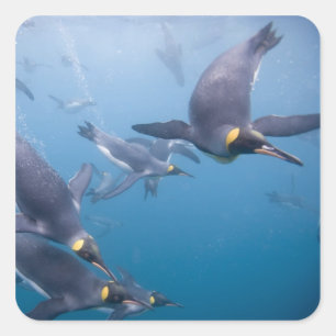 Pegatina Cuadrada La Antártida, isla del sur de Georgia (Reino