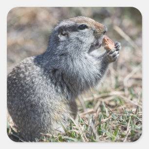 Pegatina Cuadrada La ardilla subterránea (gopher, evrazka) come pan