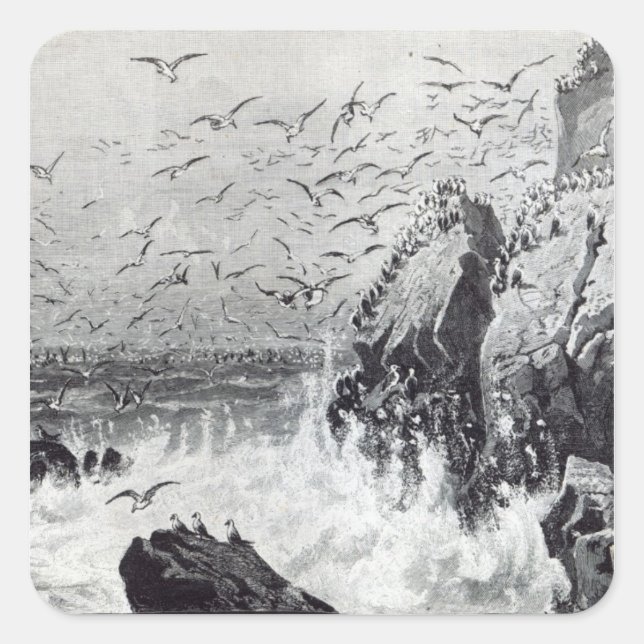 Pegatina Cuadrada La brutalidad de las gaviotas (Anverso)