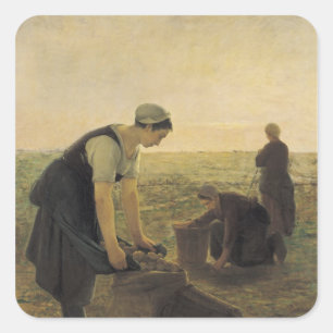 Pegatina Cuadrada La cosecha de papa