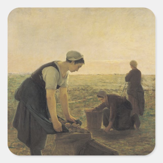 Pegatina Cuadrada La cosecha de papa (Anverso)
