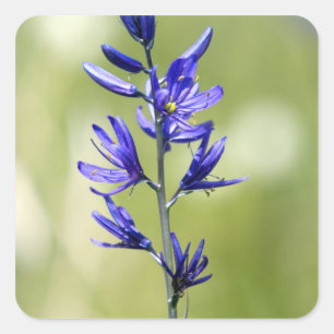 Pegatina Cuadrada La flor de un lirio camas en el condado de Valley,