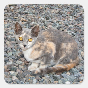 Pegatina Cuadrada La funda de la almohada del gato