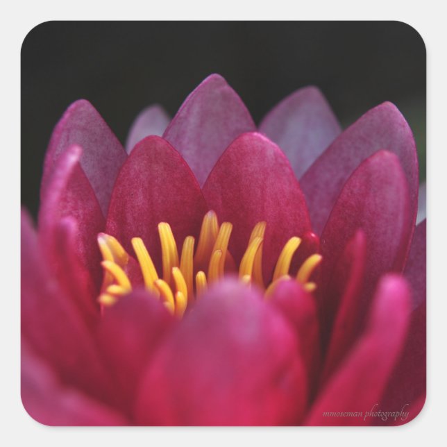 Pegatina Cuadrada La Lirio del Agua (Anverso)