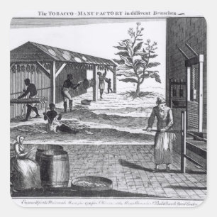 Pegatina Cuadrada La manufactura del tabaco en diversas ramas