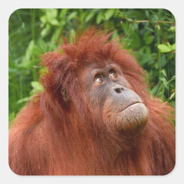 Pegatina Cuadrada La mirada reflexiva de Orangutan (Anverso)
