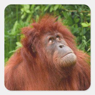 Pegatina Cuadrada La mirada reflexiva de Orangutan