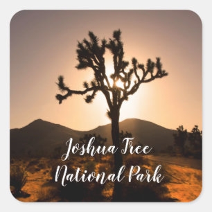 Pegatina Cuadrada La noche comienza en el árbol Joshua