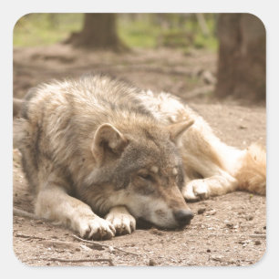 Pegatina Cuadrada La paz de los lobos animales ama la naturaleza de